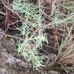 Helichrysum saxatileBlatt