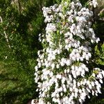 Erica arborea 花