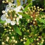 Spiraea cantoniensisപുഷ്പം