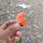 Butea monosperma Floare