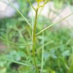 Sisymbrium erysimoides Fruit