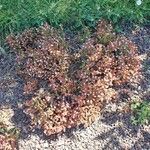 Sedum moranense Habit