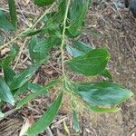 Acacia mangium Blad