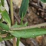 Valeriana vesicaria Leaf