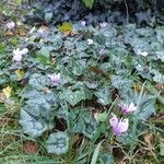 Cyclamen hederifoliumফুল