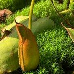 Nepenthes truncata Kůra