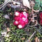 Cytinus ruber Λουλούδι