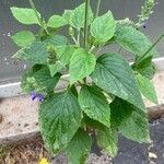 Salvia hispanica Feuille