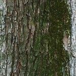 Ulmus glabra Bark