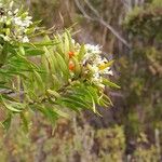 Daphne gnidium Fruit