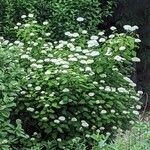 Hydrangea arborescens Flor