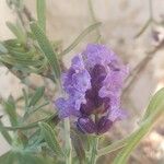 Lavandula angustifoliaFlor