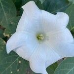 Datura inoxia Flower