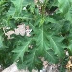 Solanum bonariense Leaf