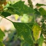 Chenopodium quinoa Leaf