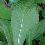 Knautia integrifolia Leaf