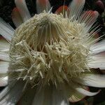 Protea madiensis Virág