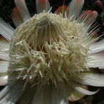 Protea madiensis Flor