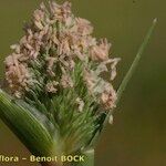 Crypsis schoenoides Fruto