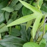 Passiflora suberosa Blad