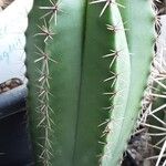 Myrtillocactus schenckii List