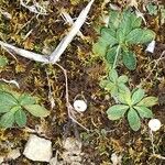 Pilosella officinarum Leaf