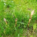 Equisetum arvense 葉