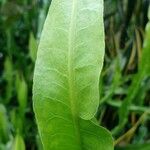 Baccharis trimera Лист