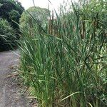 Typha orientalis Habit