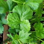 Geum coccineum Foglia