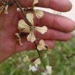 Eruca sativa 花