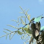 Licania alba 花