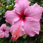 Hibiscus rosa-sinensisFlower