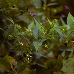 Nyctanthes arbor-tristis Habitus