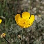Ranunculus gramineus Blomst