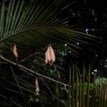 Ceiba pentandra Frukto