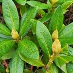 Rhododendron ferrugineum Цветок