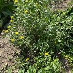 Grindelia squarrosa Habitat