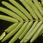 Senegalia tenuifolia Feuille