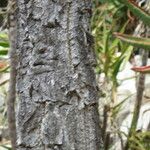 Cussonia paniculata Bark