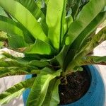 Asplenium antiquum Leaf
