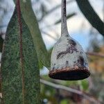 Eucalyptus caesia 叶