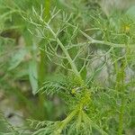 Matricaria aurea Likasa
