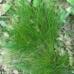 Festuca heterophylla Deilen