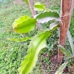 Hylocereus undatus Leaf