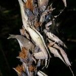 Pitcairnia atrorubens Kukka