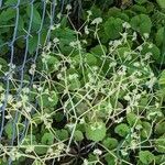 Hydrocotyle bonariensis Floare