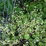 Hydrocotyle bonariensis 花