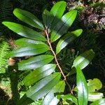 Erythroxylum laurifolium Leaf