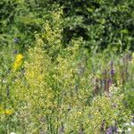 Thalictrum minusFlors